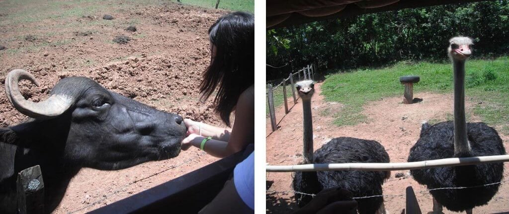 Aventura em Socorro: Campo dos Sonhos