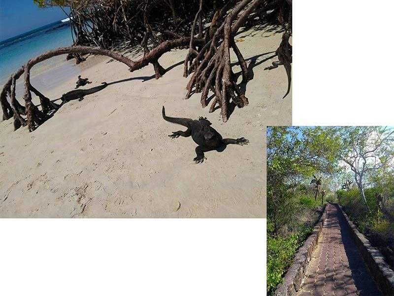 Iguanas marinhas na areia e caminho para a praia de Tortuga Bay