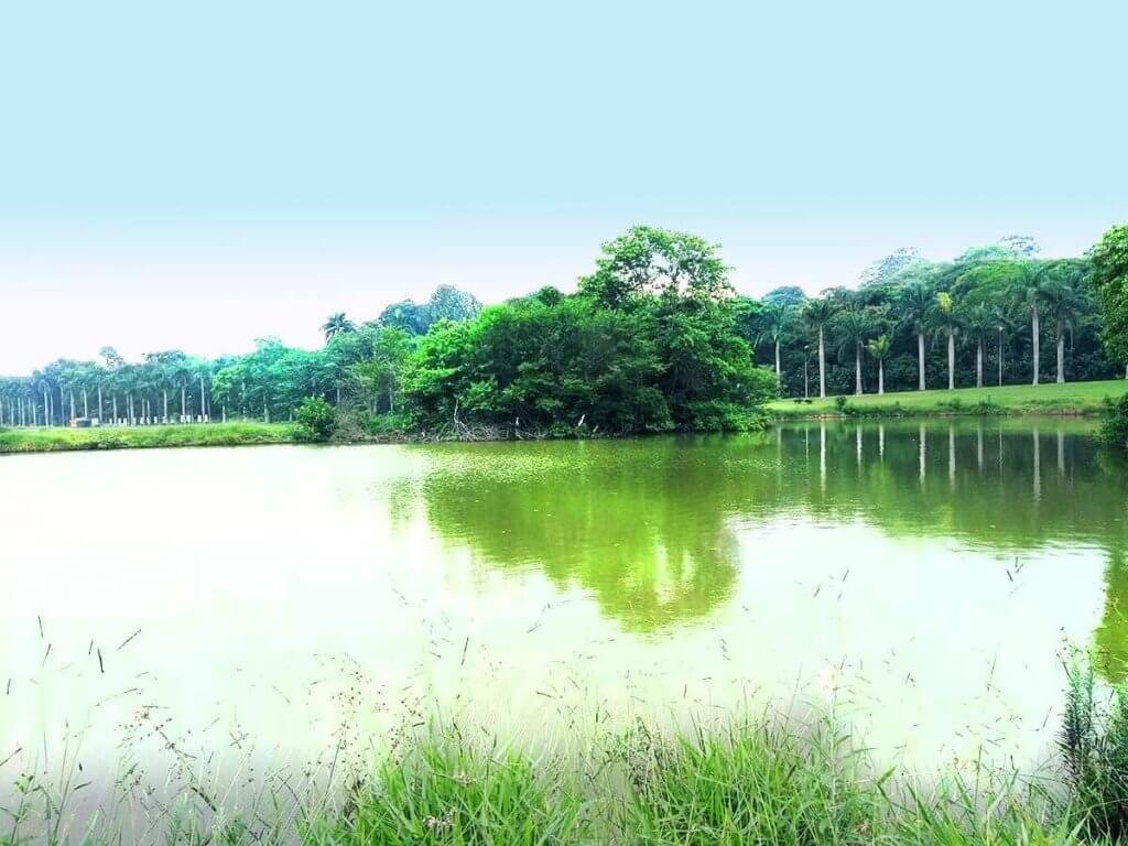 Lagos - abrigo de garças e outras aves