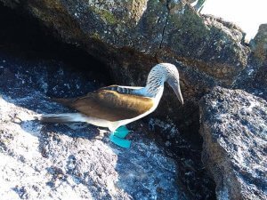 Pata Azul - Espécie endêmica de Galápagos