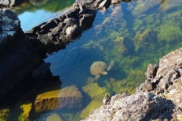 Tartaruga vista de cima das rochas